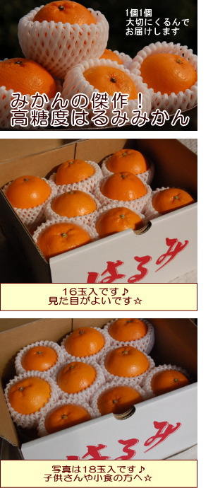 はるみみかんご贈答用
