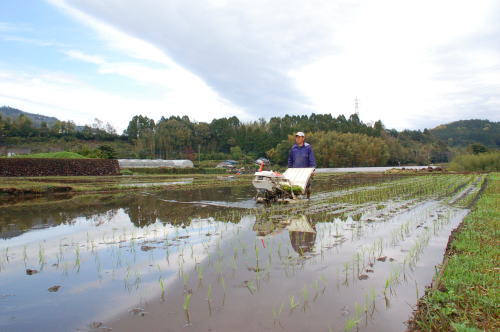 田植え