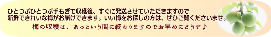 ひとつぶひとつぶ手もぎで収穫/白加賀梅