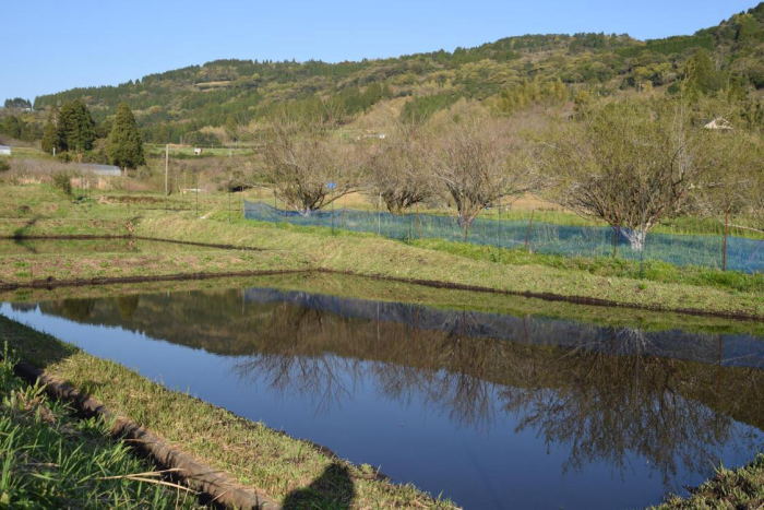 田植え