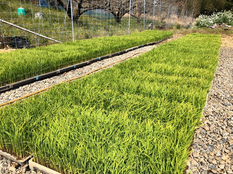 田植えが終わりました