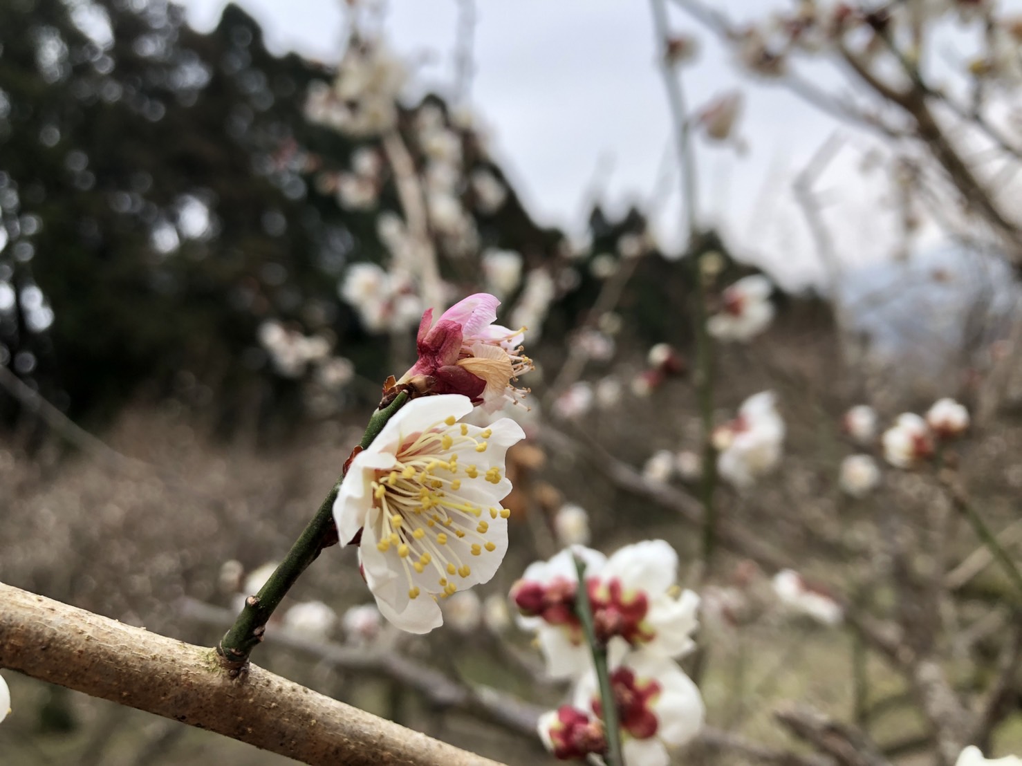 梅の剪定＆枝片付け