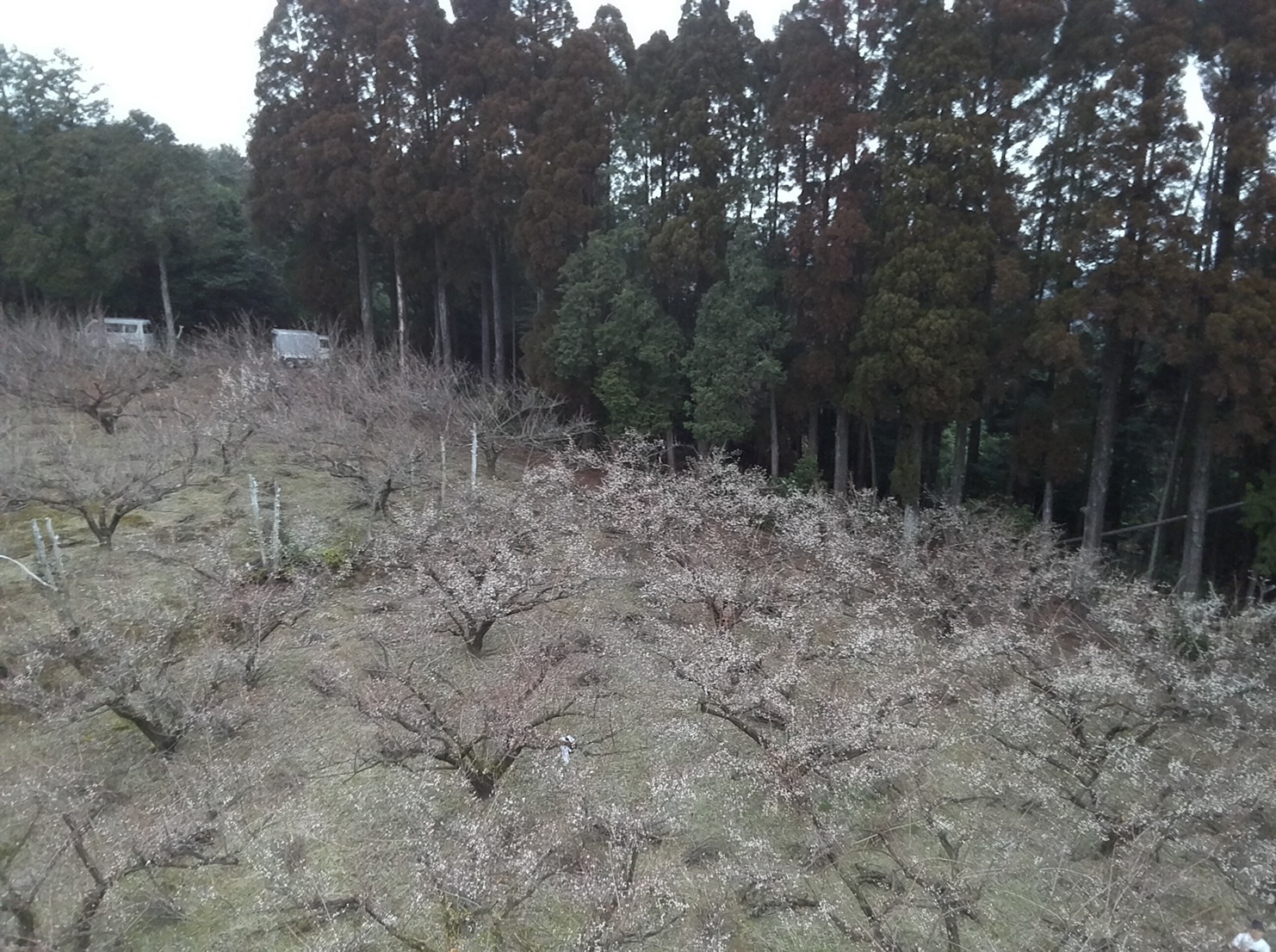 梅の山を上から