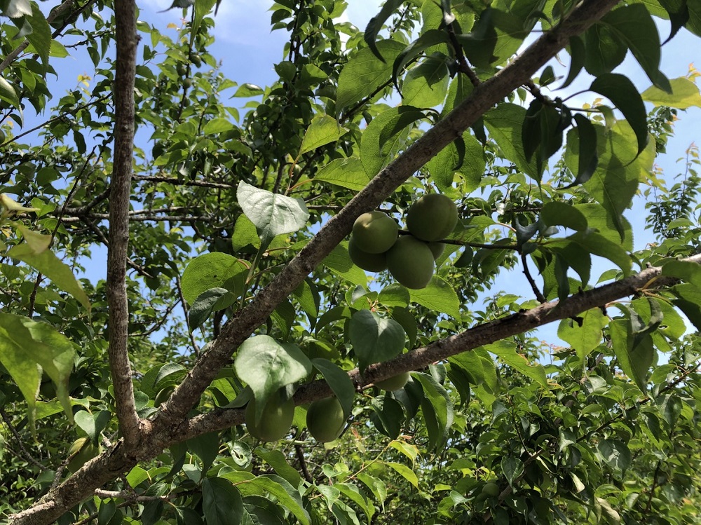 鶯宿梅の収穫がはじまります