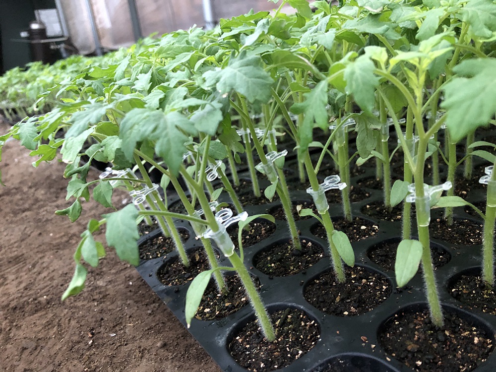 ミニトマトの苗を植えました！