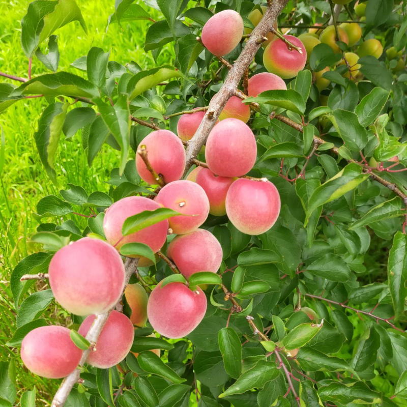 黄色紅南高梅