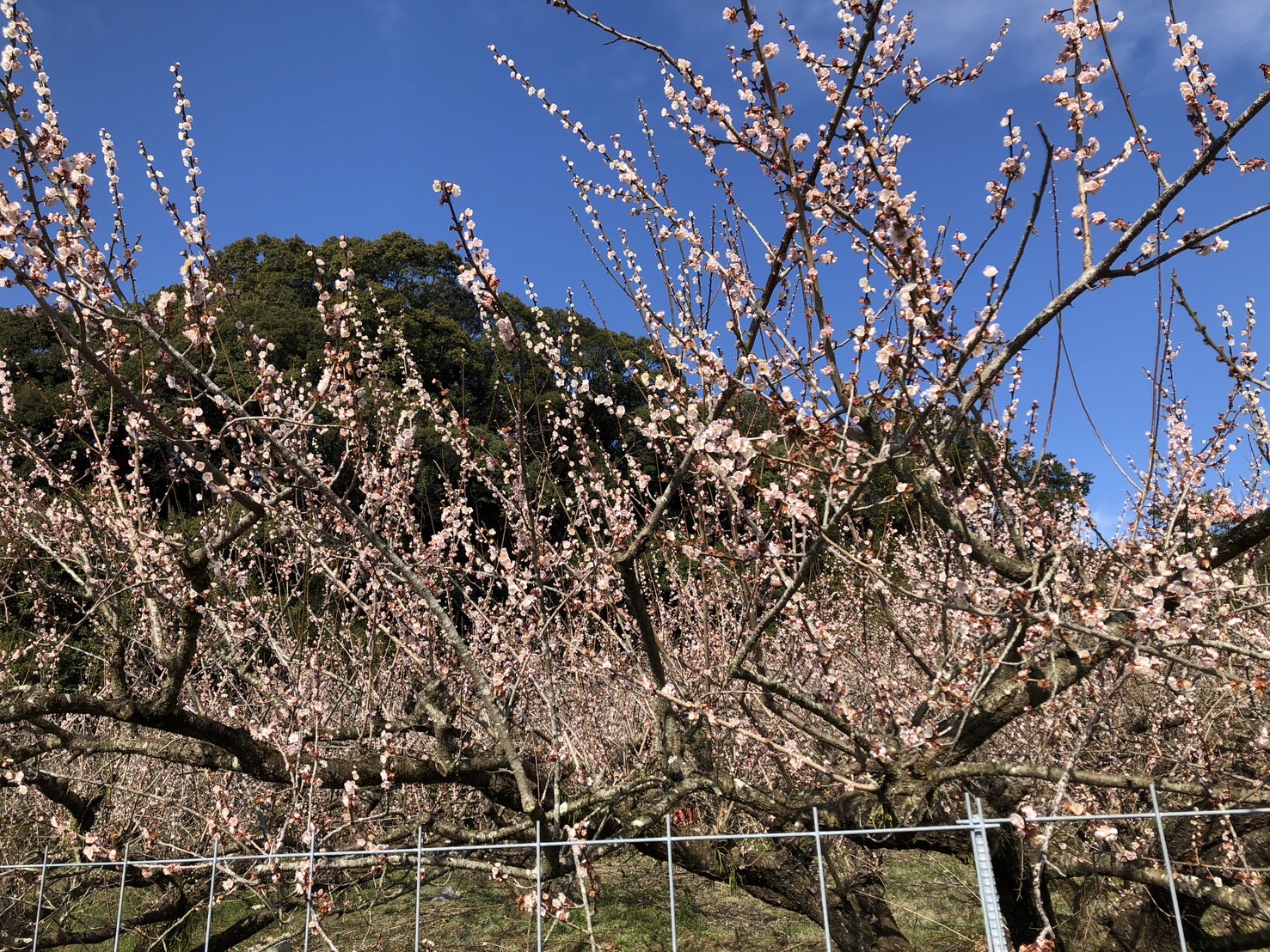 鶯宿梅の花、満開です！