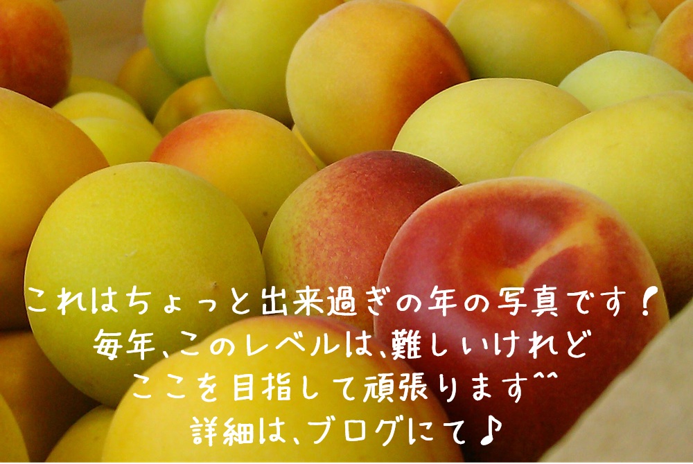 完熟南高梅
