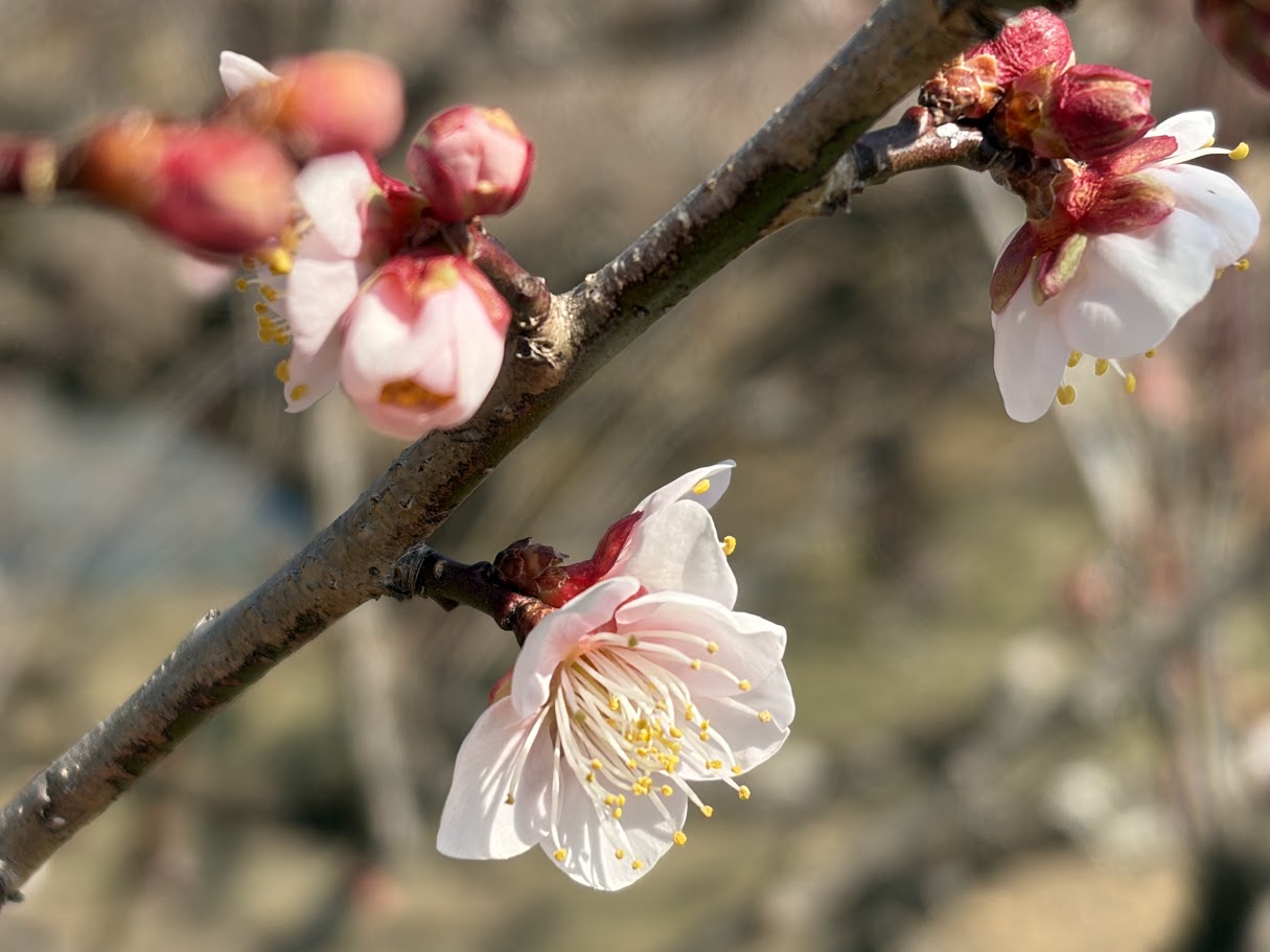 2026年梅開花