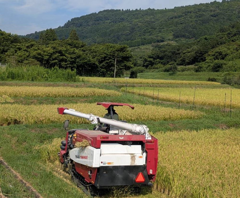 2026稲刈り